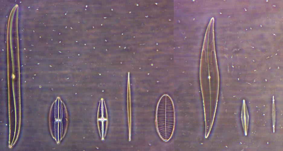 Carolina Biologicial diatom test slide at 20x phase contrast Ph2
